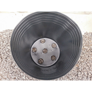  "Sĩ 10 Chậu" Chậu nhựa Từ C5 đến C10 màu đen trồng cây trồng rau chậu trồng hoa Vạn Thọ TẾT 