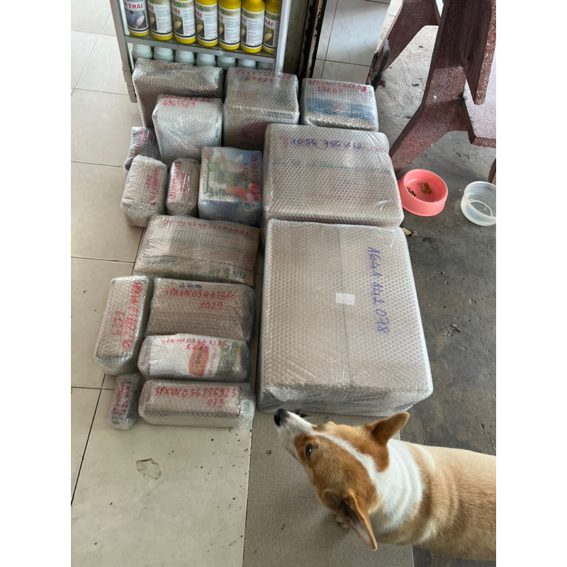 MAX ISRAEL xô 20 kg siêu dinh dưỡng phì trái , lớn trái , vị ngọt , nặng kí , tăng phẩm chất trái