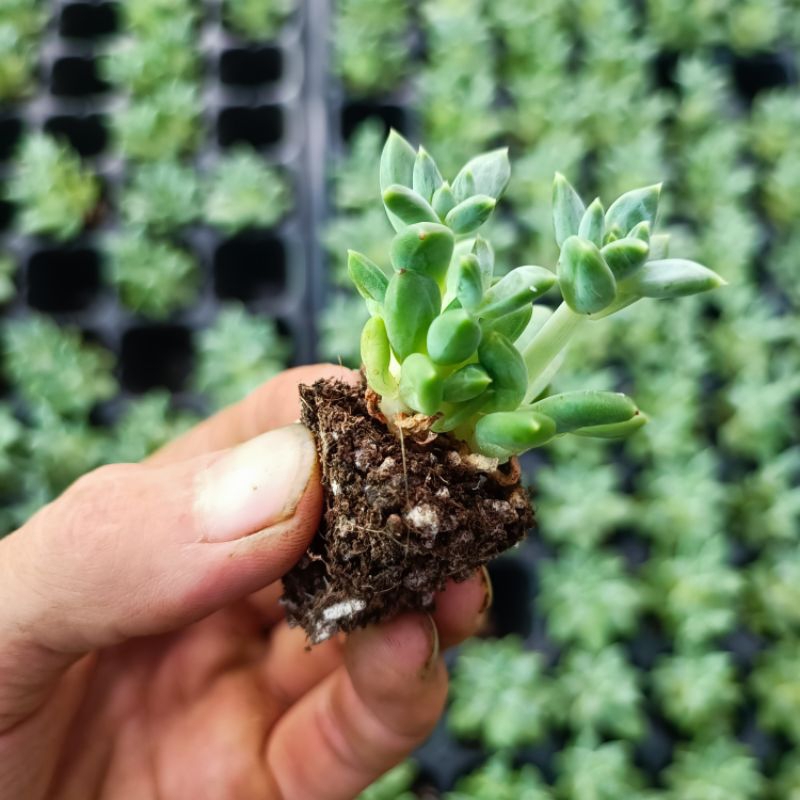 Sale 50%- Sen Đá Kim Cương Ruby Xanh.3_4 cm vỉ.