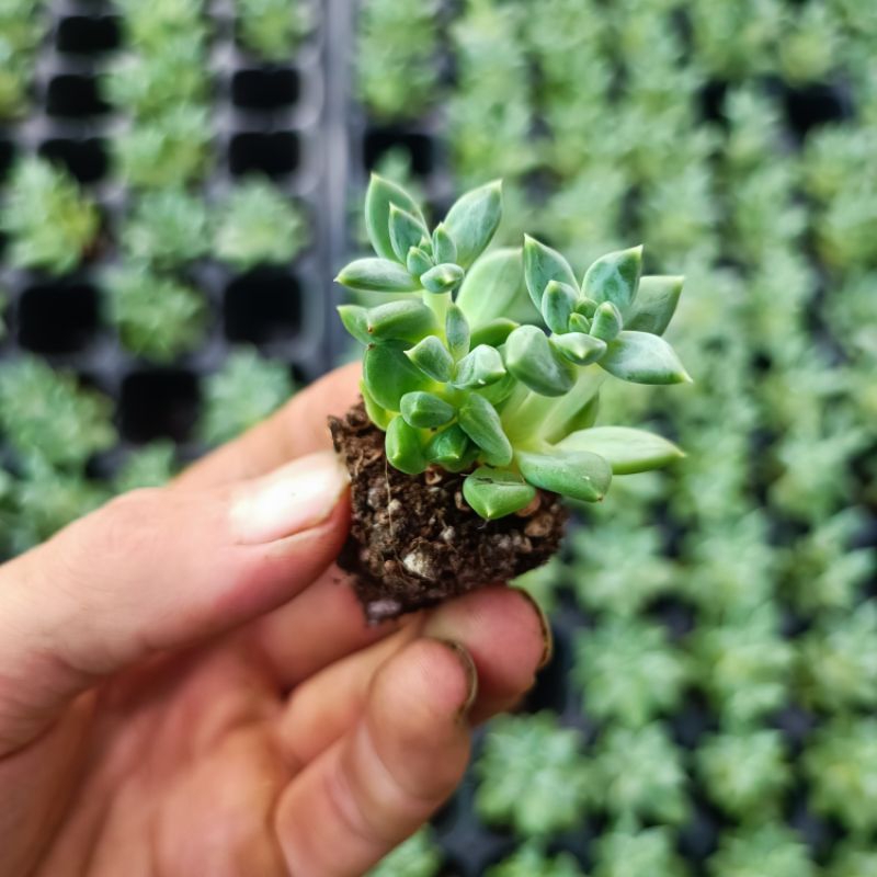 Sale 50%- Sen Đá Kim Cương Ruby Xanh.3_4 cm vỉ.