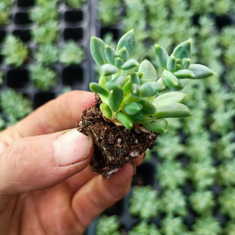 Sale 50%- Sen Đá Kim Cương Ruby Xanh.3_4 cm vỉ.