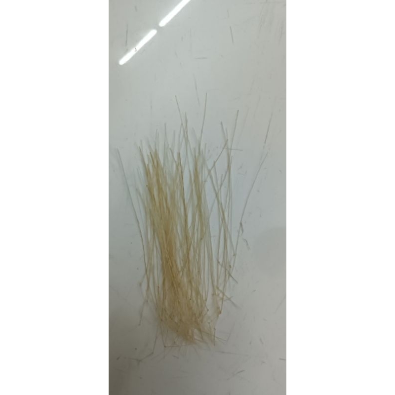 Set 10 sợi Lông đuôi Ngựa se lỗ gèn dày, cứng. Cho khách thích cảm giác mạnh.