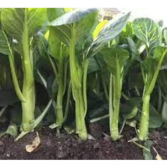 10g hạt giống rau cải ngồng xanh thân mập