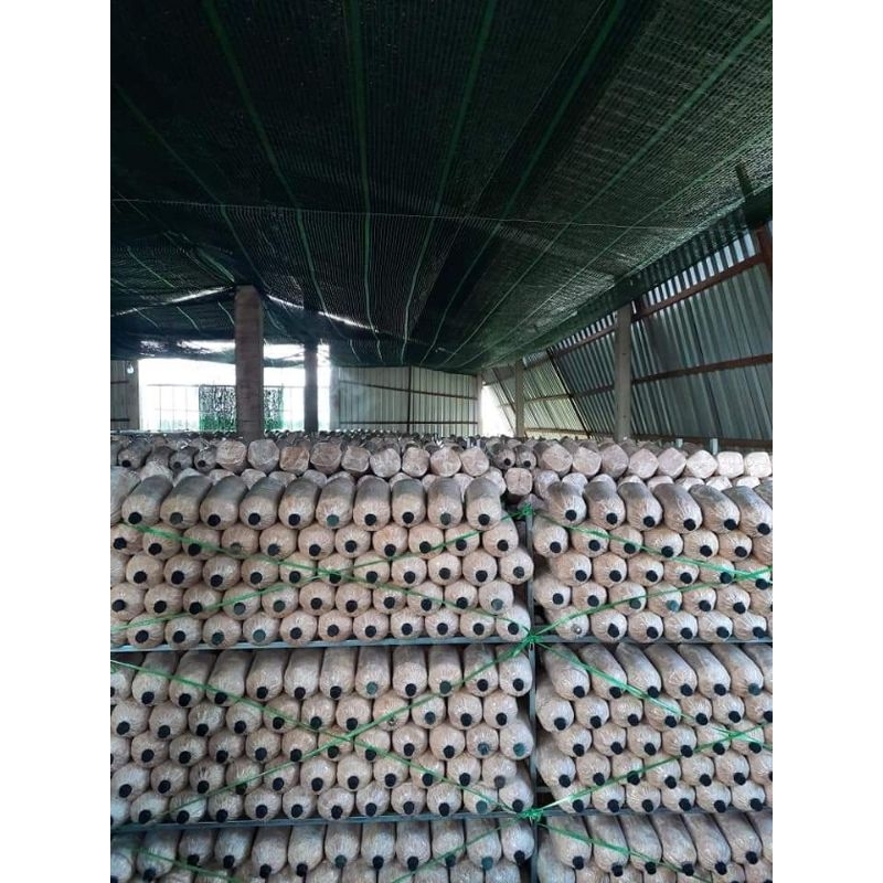 Combo 6 Phôi nấm bào ngư xám