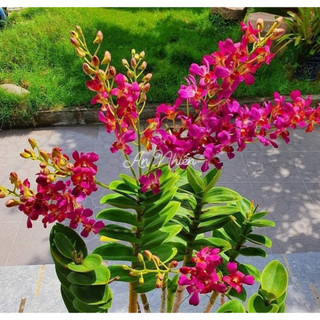 Hoa lan denro phượng hoàng hồng