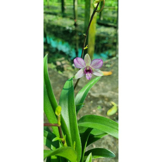 HOA LAN MINI GẤU TRÚC