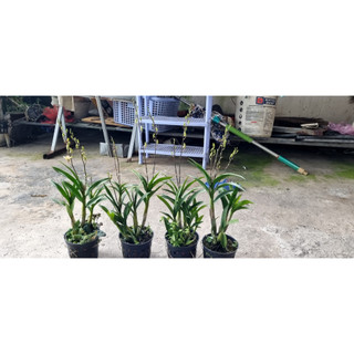 HOA LAN MINI GẤU TRÚC