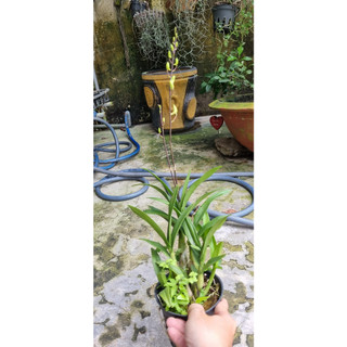 HOA LAN MINI GẤU TRÚC