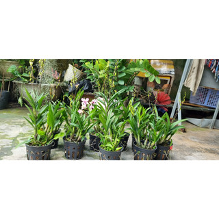 HOA LAN MINI GẤU TRÚC