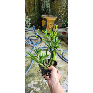 HOA LAN MINI GẤU TRÚC
