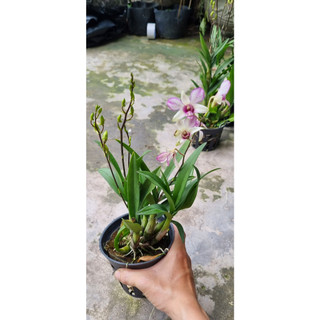 HOA LAN MINI GẤU TRÚC