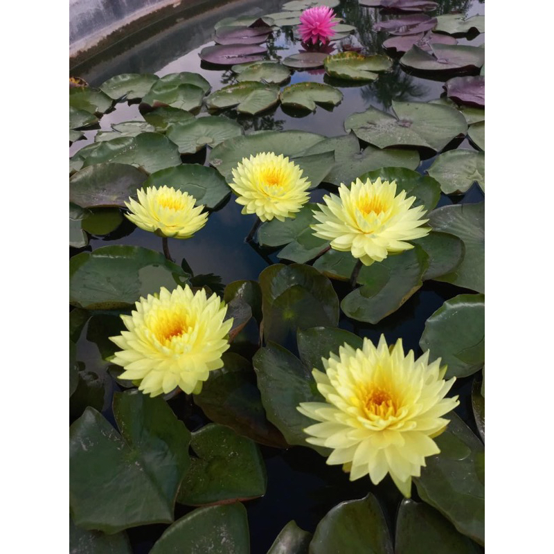 Hoa súng Puttaruksa