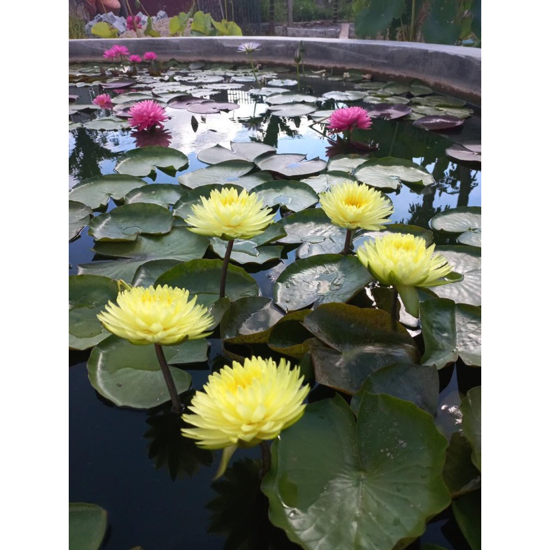 Hoa súng Puttaruksa