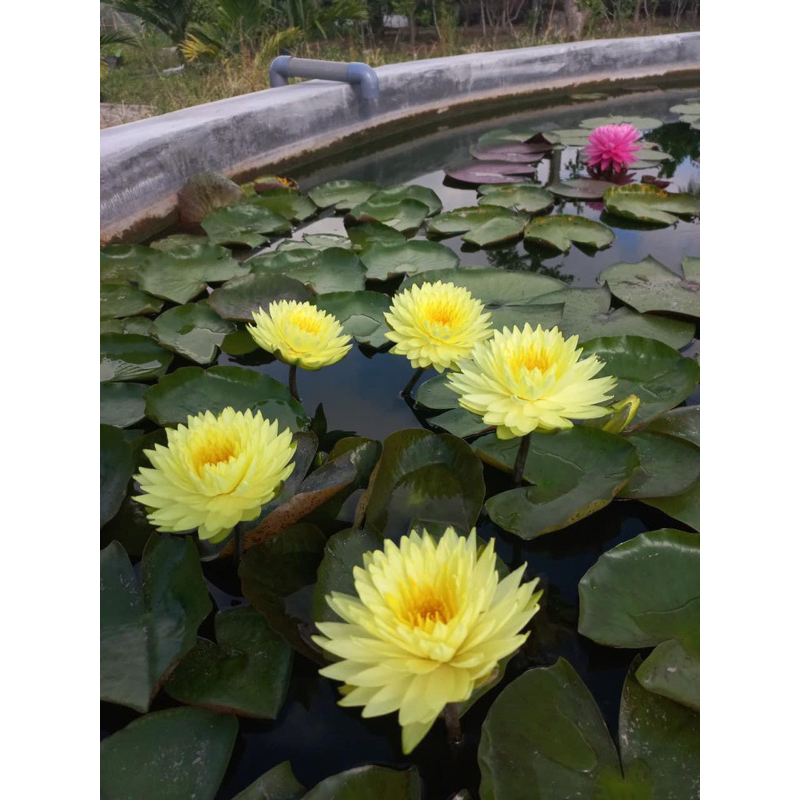 Hoa súng Puttaruksa