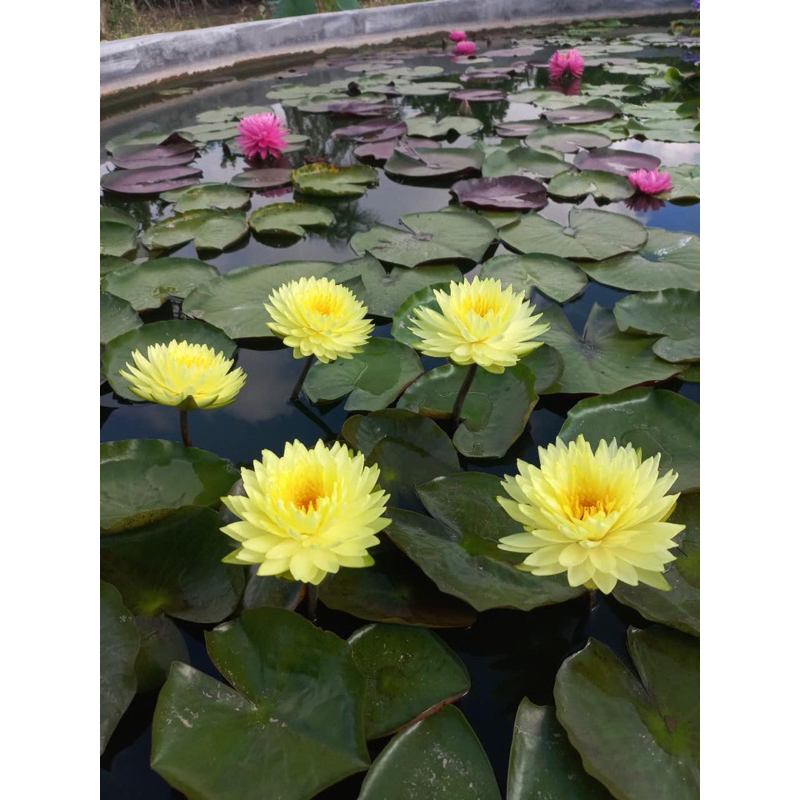 Hoa súng Puttaruksa