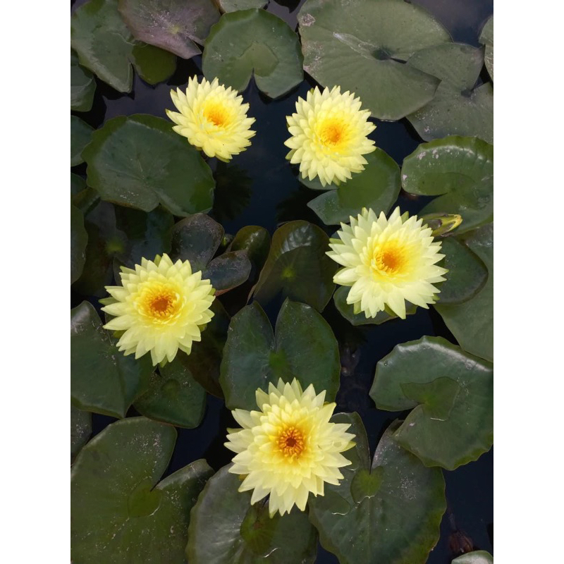 Hoa súng Puttaruksa