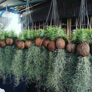 Dừa không khí tóc tiên