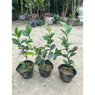 CÂY HOA TRÀ MY 3 MÀU (được chọn màu)
