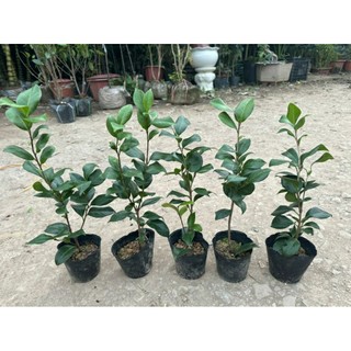 CÂY HOA TRÀ MY 3 MÀU (được chọn màu)