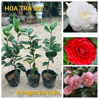 Cây hoa trà my 3 màu