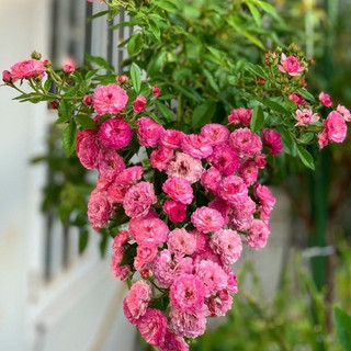 Hoa hồng Vineyard Song rose - hồng leo, hoa chùm, say hoa, hoa thơm