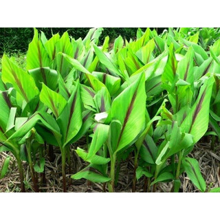 [FreeShip] Tinh Bột Nghệ Đen Nguyên Chất Chuẩn ( Tây Bắc 99 )