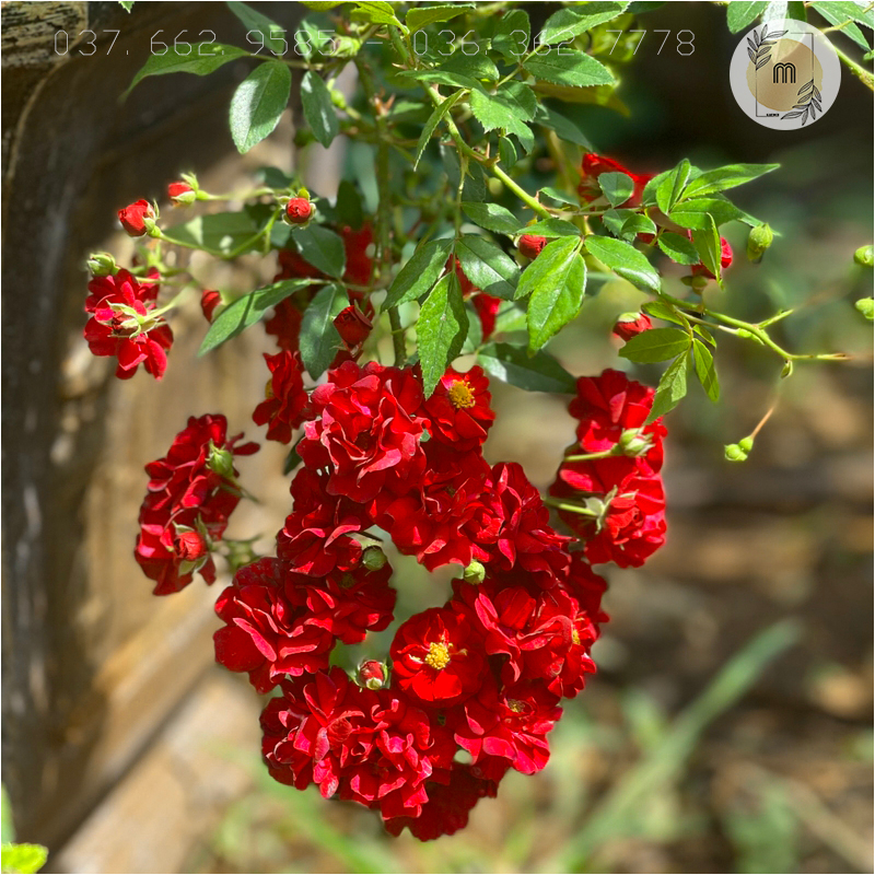 Hoa hồng leo Red Fairy Rose - siêu nụ, hoa chùm, dễ trồng