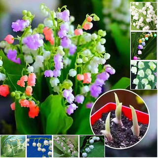 20 Hạt Giống hoa linh lan Nhiều Màu - loài hoa thơm nhất thế giới mix màu