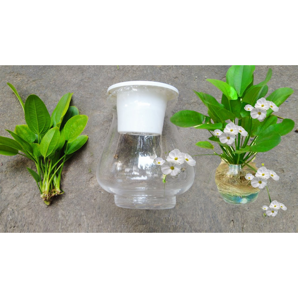 Cây Lan Nước Thuỷ Sinh