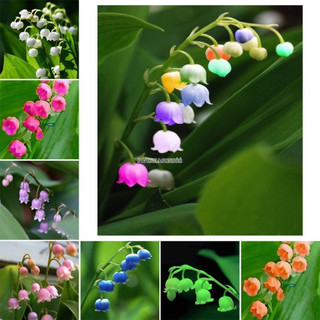 Hạt giống hoa linh lan lan (hoa chuông - 10 hạt đã kích mầm có củ chuẩn giống bao sống 100%) [shop uy tín]