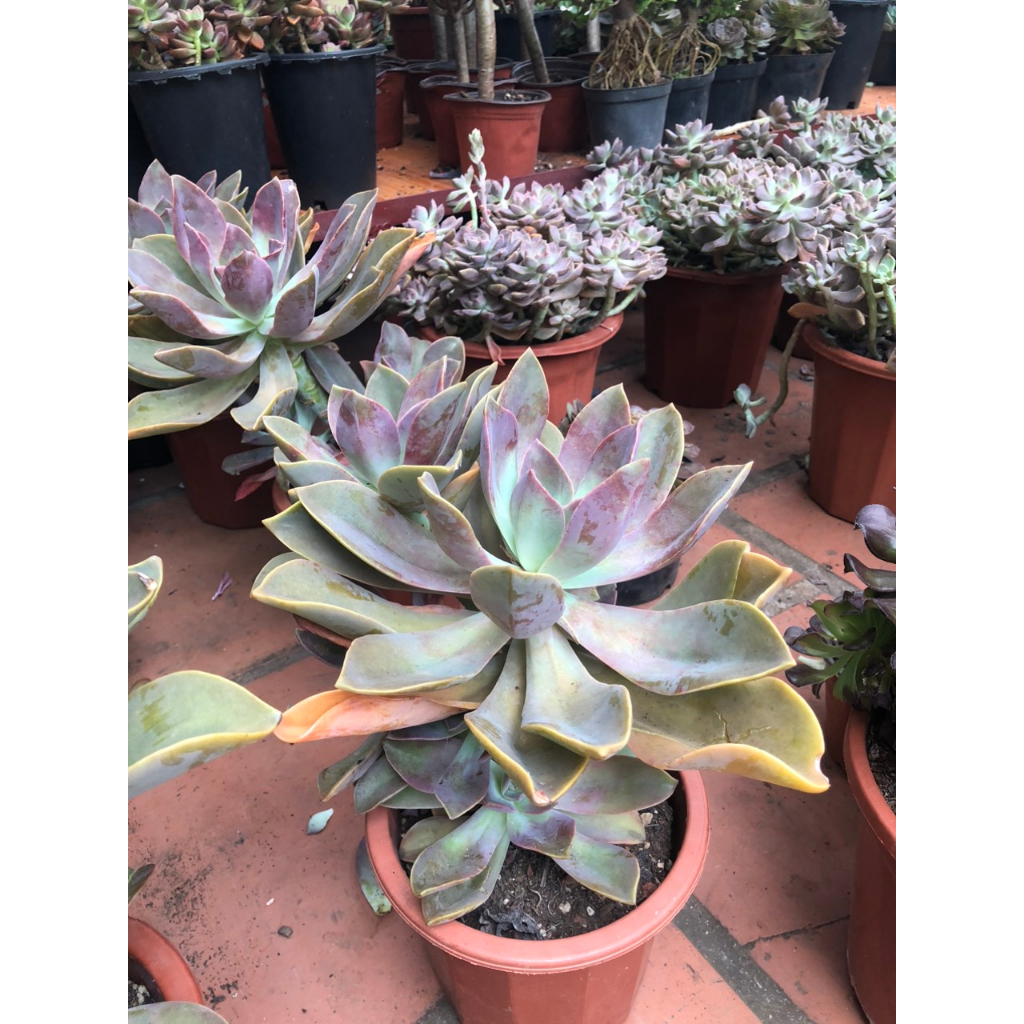 Sen đá tai voi siêu to