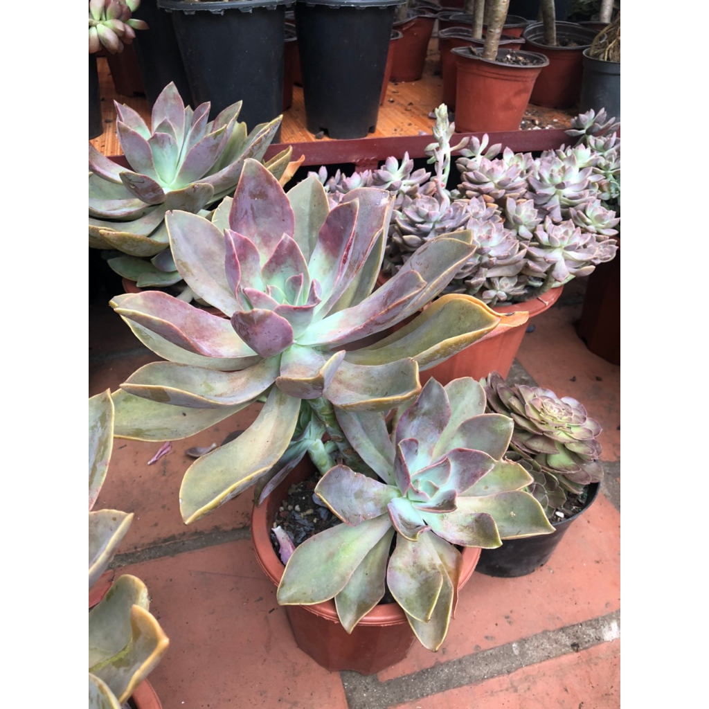 Sen đá tai voi siêu to