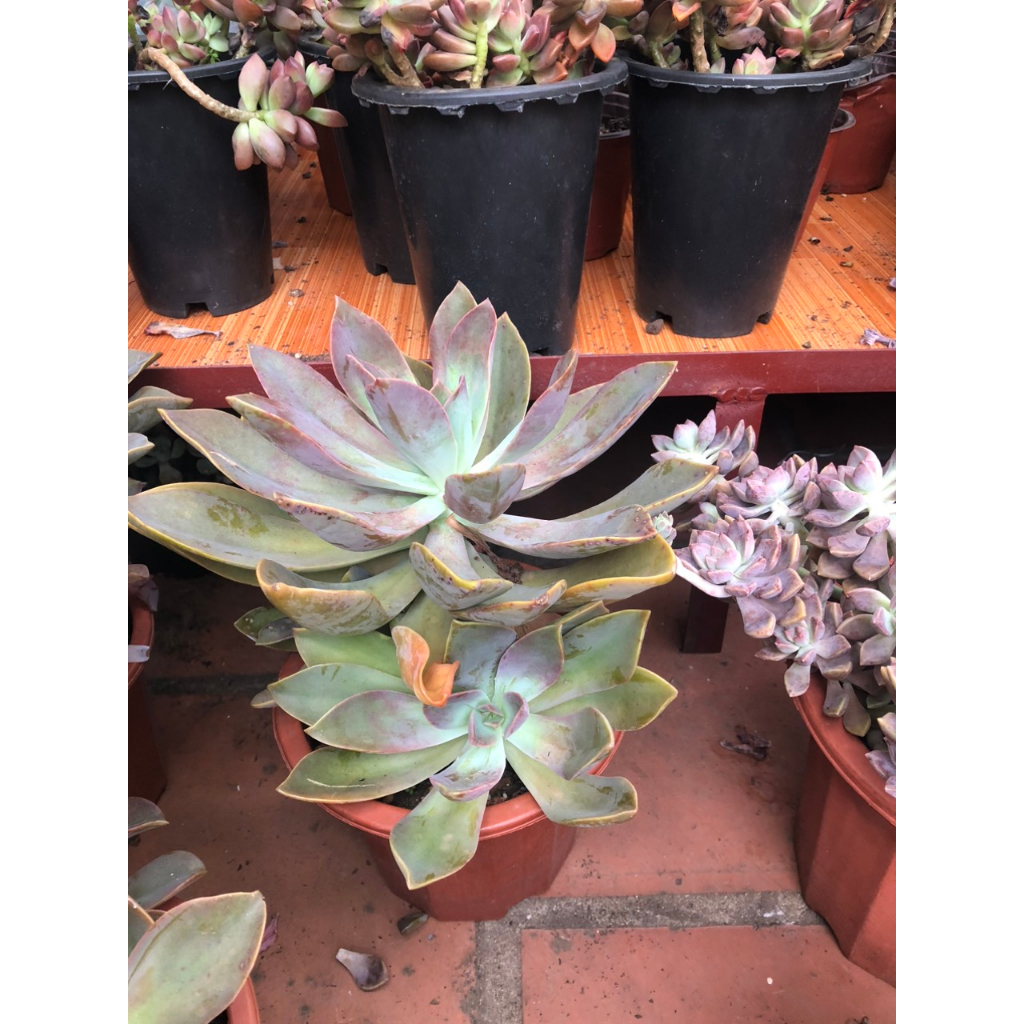 Sen đá tai voi siêu to