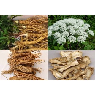 Sâm Đương Quy 100g (Củ đương quy, đương quy khô loại 1)