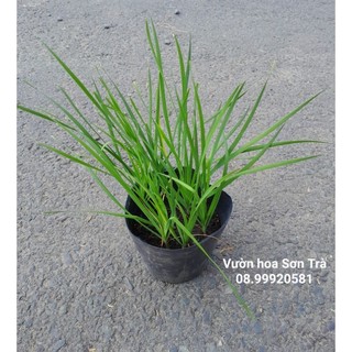 (VHST giao TP.HCM trong ngày) RAU CÁC LOẠI - CÂY RAU HẸ.
