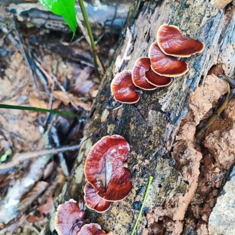 1 cái nấm họ linh chi gắn lũa bể terrarium, bán cạn