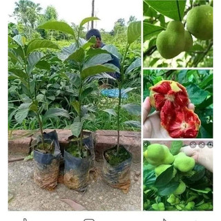 Cây chay giống ruột đỏ -chuẩn giống f1