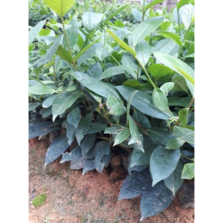 Cây chè xanh tân cương thái nguyên mua 10 tặng 2