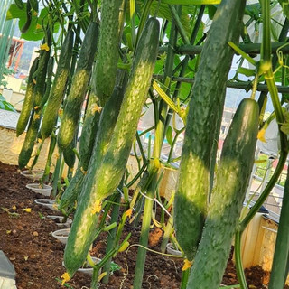 20 Hạt giống dưa chuột nhật siêu trái