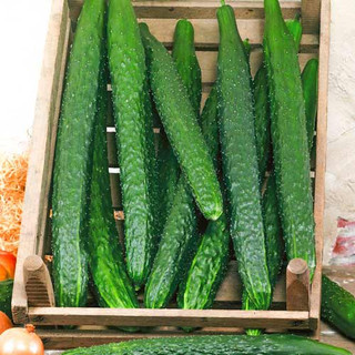 20 Hạt giống dưa chuột nhật siêu trái