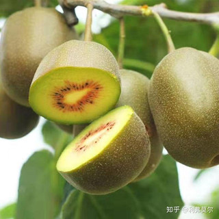 Hạt giống cây ăn trái kiwi  - dễ trồng, siêu trái