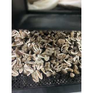 Nấm rơm sấy khô 100g