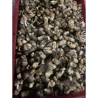Nấm rơm sấy khô 100g