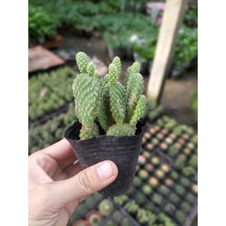 Xương rồng tai thỏ