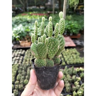 Xương rồng tai thỏ