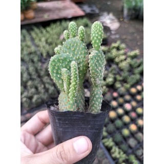 Xương rồng tai thỏ