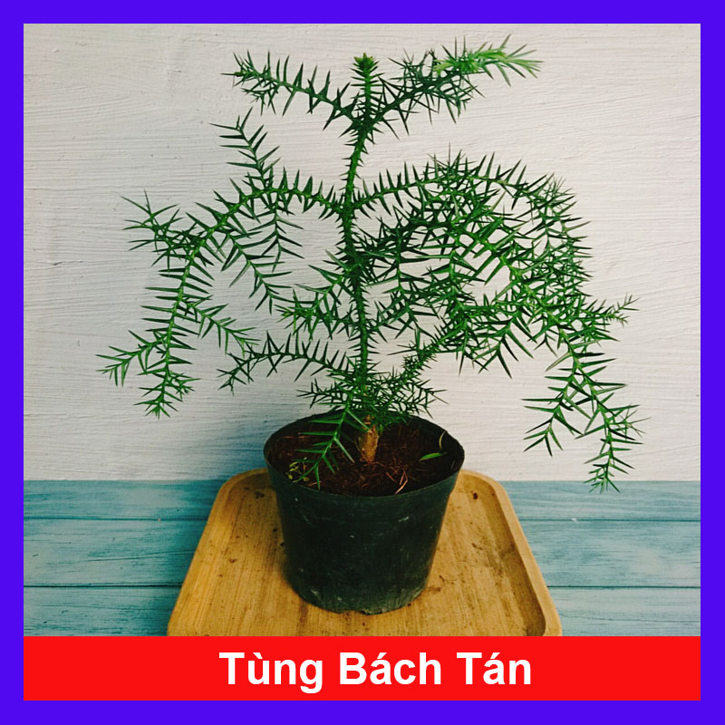 Cây Tùng Bách Tán - cây cảnh bonsai để bàn