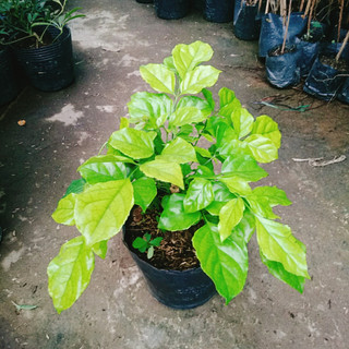 Cây Hạnh Phúc ( Mini ) - Cây cảnh mini để bàn