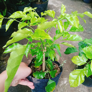 Cây Hạnh Phúc ( Mini ) - Cây cảnh mini để bàn