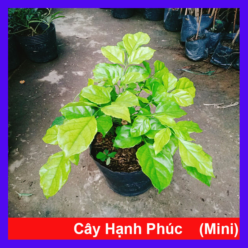 Cây Hạnh Phúc ( Mini ) - Cây cảnh mini để bàn